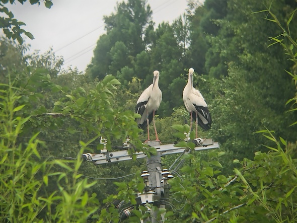 ビオトープに来たまさかの生き物