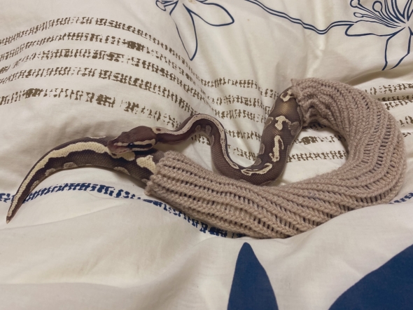 セーターを着たヘビ