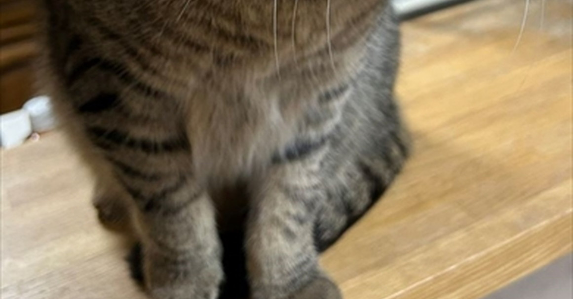 アートメイクして帰宅したら、顔を見た愛猫が……　“家族すぎる”リアクションに「一体どんなメイクだったのか」「かわいすぎwwww」（1/3） | ライフスタイル ねとらぼ