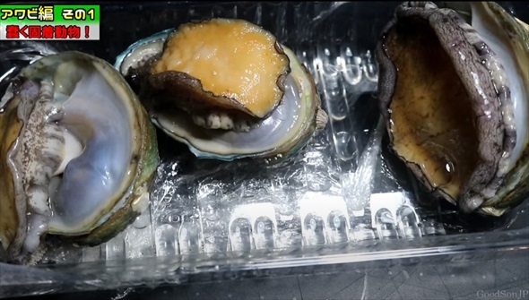スーパーで買ったアワビとサザエをコケだらけ水槽に入れたら