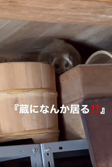 モフモフな生物を発見