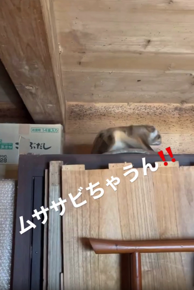 マントのような皮膜がチラリ