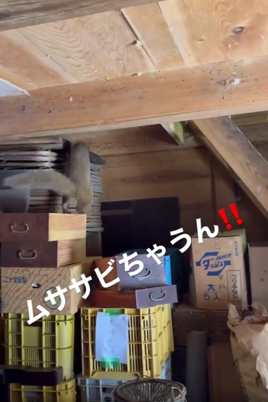 謎の生物の正体はムササビ