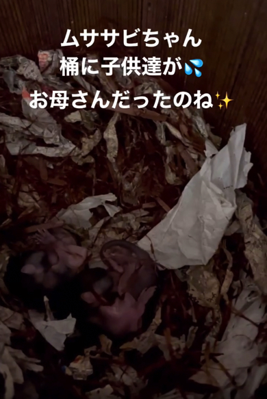 桶の中からムササビの赤ちゃんを発見