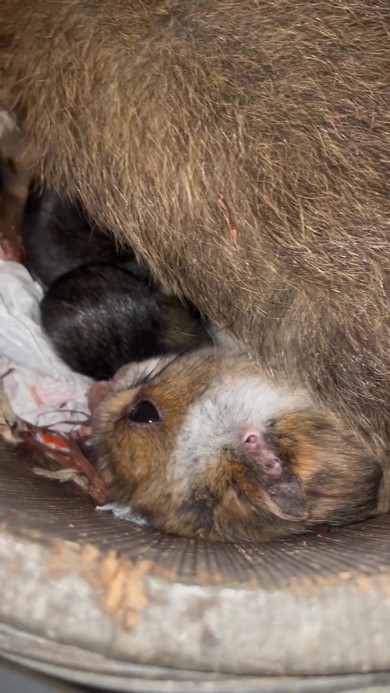 桶の中からムササビの赤ちゃんを発見