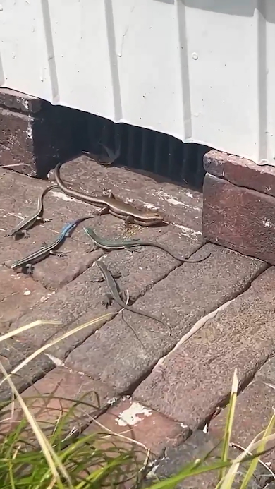 トカゲたちのひなたぼっこ