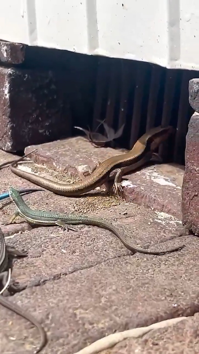 トカゲたちのひなたぼっこ