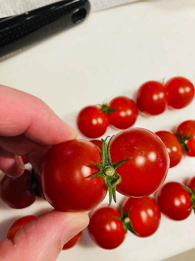 双子のミニトマト