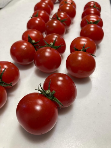 双子のミニトマト