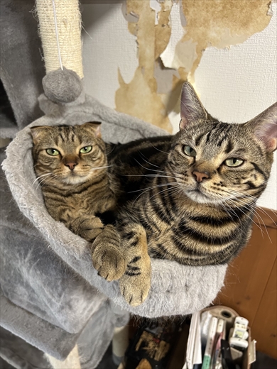 アートメイクして帰宅したら……顔を見た愛猫のリアクション