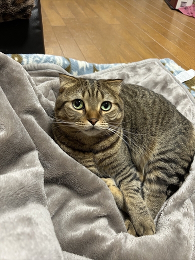 アートメイクして帰宅したら……顔を見た愛猫のリアクション