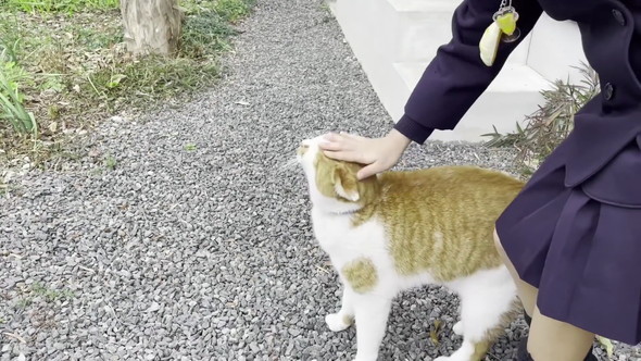 猫にあいさつ教える娘