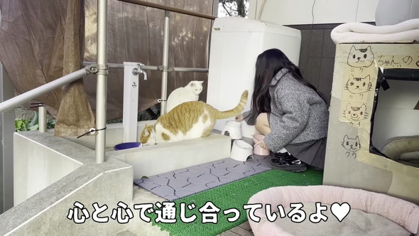 猫にあいさつ教える娘