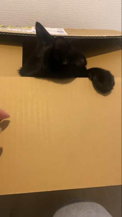 クロネコヤマトの段ボールに……