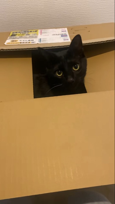 クロネコヤマトの段ボールに……