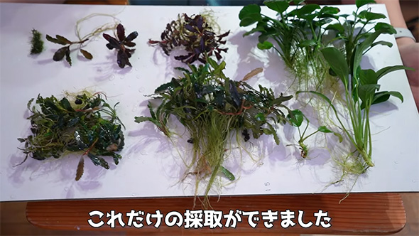 これだけの採取が