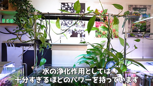 水の浄化作用としては