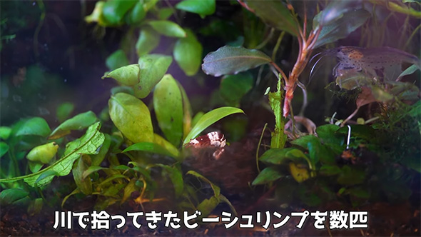 川で拾ってきた