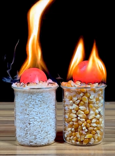 1000度の金属球をお米とトウモロコシの種の上においてみたら