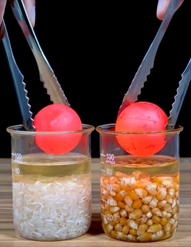 1000度の金属球をお米とトウモロコシの種の上においてみたら