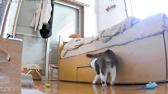 ペットカメラの猫ちゃん