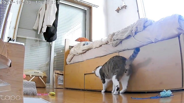 ペットカメラの猫ちゃん