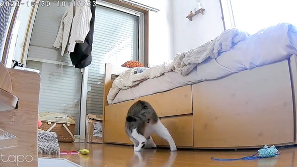 ペットカメラの猫ちゃん