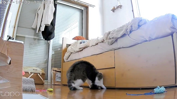 ペットカメラの猫ちゃん