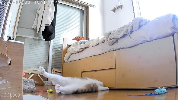 ペットカメラの猫ちゃん