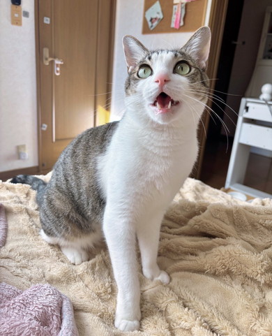 ベッドの上で鳴いている猫ちゃん