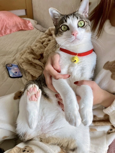 抱っこされている猫ちゃん