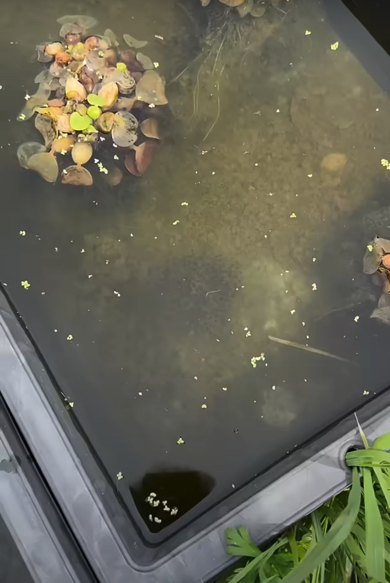 屋外に配置されているメダカの水槽