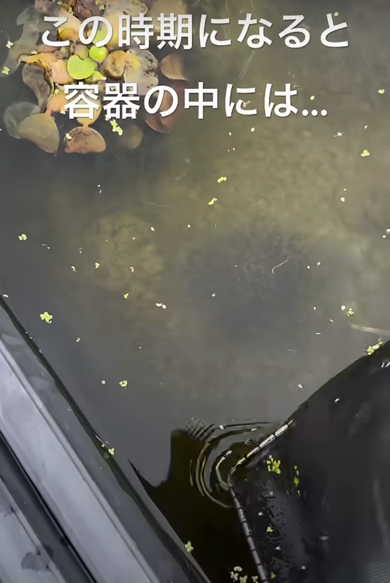 春の時期に謎の物体が現れます