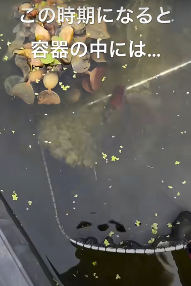 網を水中に入れすくい上げてみると