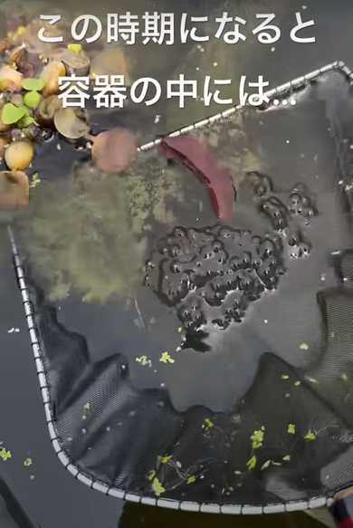 透明でつぶつぶ＆ぷるぷるな物体が登場