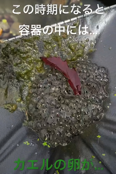 謎の物は“カエルの卵”でした