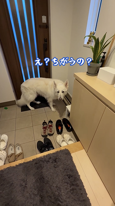 散歩に行けると思っていたワンコの悲しい顔