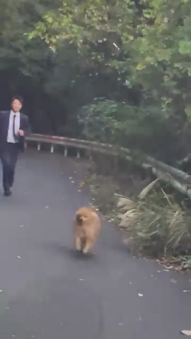 国道で犬保護1年