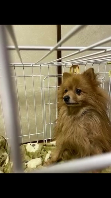 国道で犬保護1年