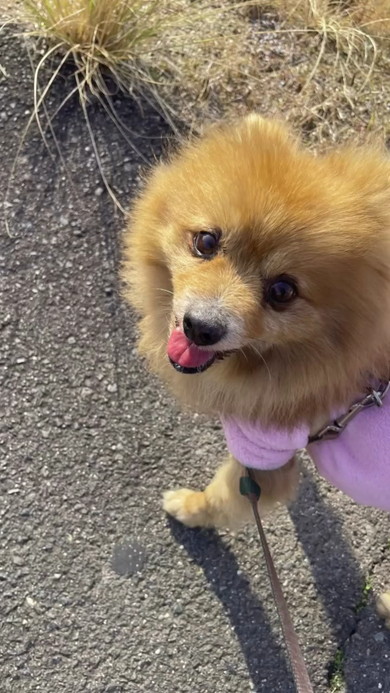 国道で犬保護1年