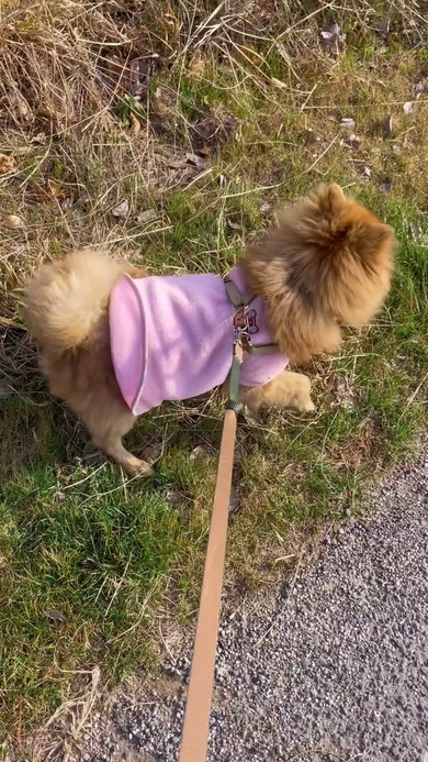 国道で犬保護1年