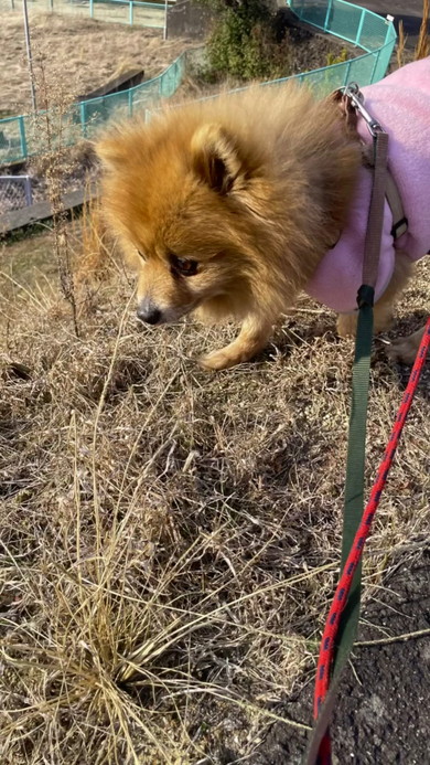 国道で犬保護1年