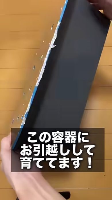 成長した苗のために作った栽培容器