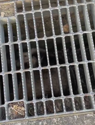 モフモフな謎の動物がケンカ中