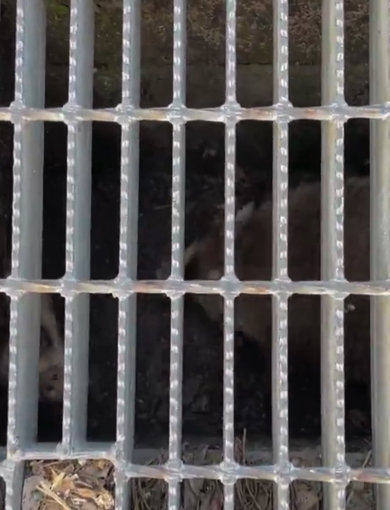 人の気配に気づいた謎の動物