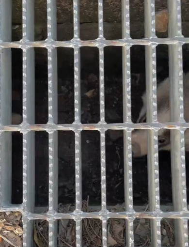 正体は「アナグマ」でした