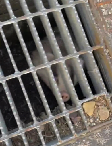 しばらく見つめ合う人とアナグマ