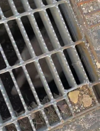 最後は仲良く逃げて行きました