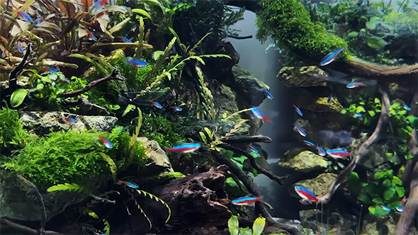 完成した水槽アップ