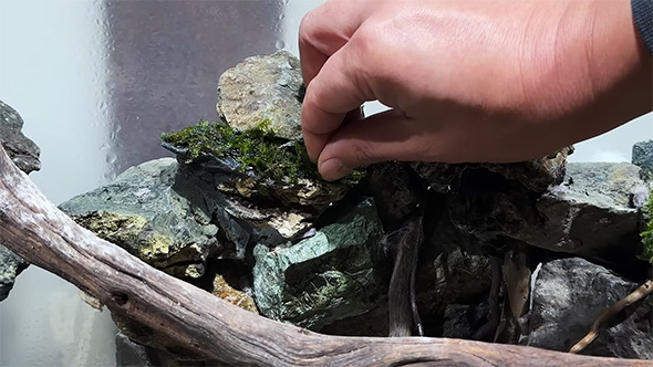 ウィーピングモスを接着